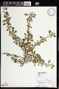 Berberis thunbergii image