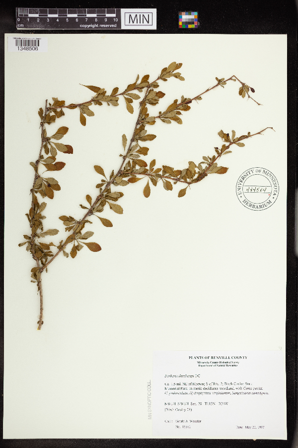 Berberis thunbergii image