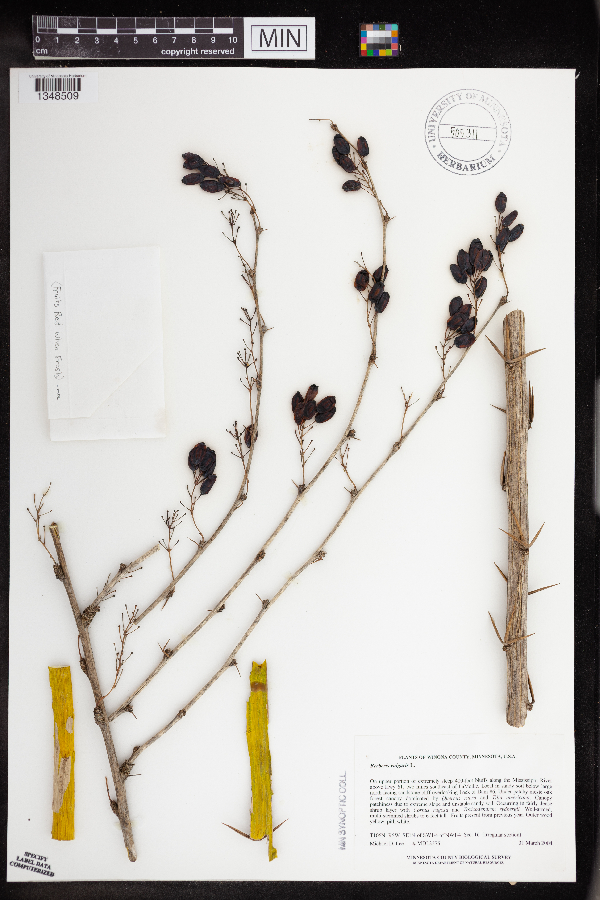 Berberis vulgaris image