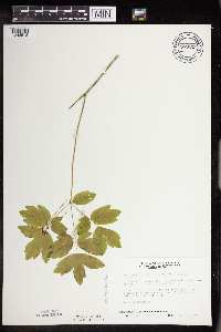 Caulophyllum thalictroides image