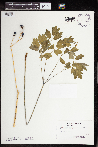 Caulophyllum thalictroides image