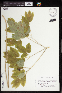 Caulophyllum thalictroides image