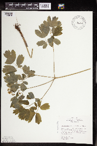 Caulophyllum thalictroides image