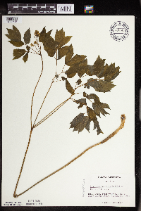 Caulophyllum thalictroides image