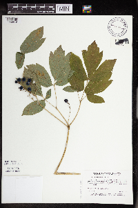 Caulophyllum thalictroides image