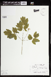 Caulophyllum thalictroides image
