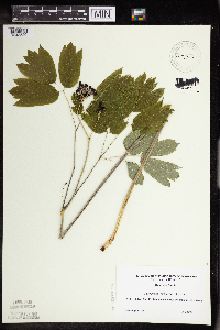 Caulophyllum thalictroides image