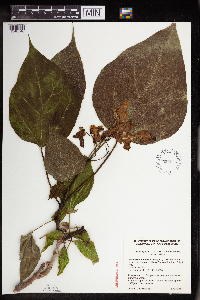 Catalpa speciosa image