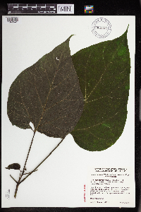 Catalpa speciosa image