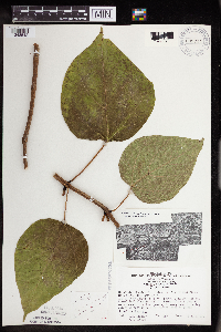 Catalpa speciosa image