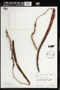 Catalpa speciosa image