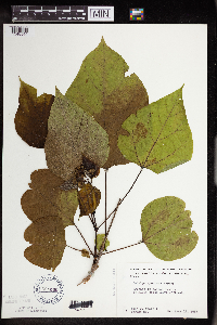 Catalpa speciosa image