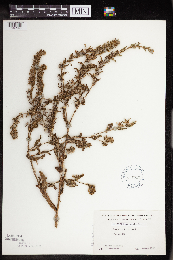 Anchusa arvensis image