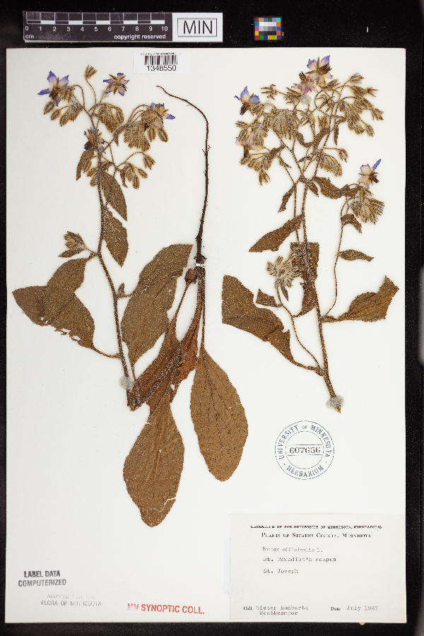 Borago officinalis image