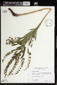 Cynoglossum officinale image