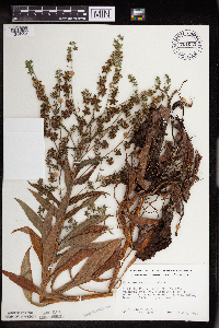 Cynoglossum officinale image