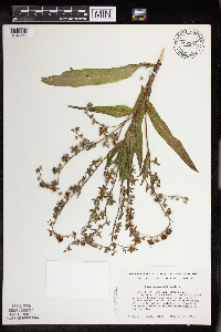 Cynoglossum officinale image