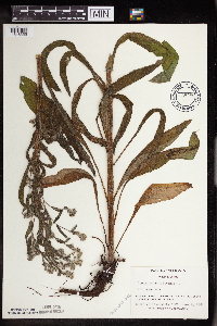Cynoglossum officinale image