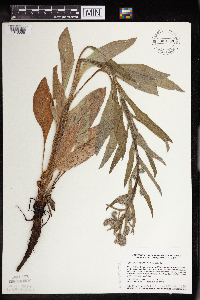 Cynoglossum officinale image
