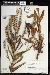 Cynoglossum officinale image