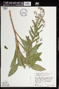Cynoglossum officinale image