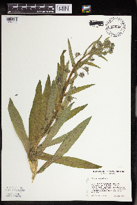 Cynoglossum officinale image