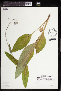 Cynoglossum virginianum image