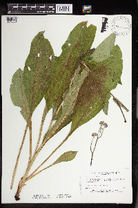 Cynoglossum virginianum image