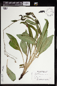 Cynoglossum virginianum var. boreale image
