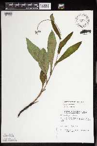 Cynoglossum virginianum var. boreale image