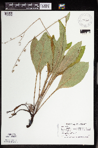 Cynoglossum virginianum image