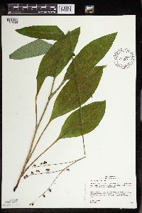 Cynoglossum virginianum var. boreale image