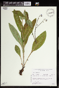 Cynoglossum virginianum var. boreale image