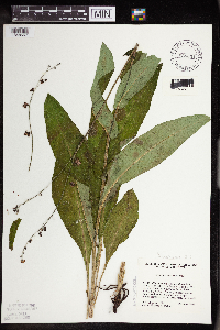 Cynoglossum virginianum image