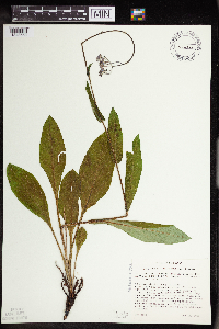 Cynoglossum virginianum var. boreale image