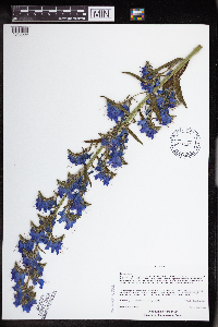 Echium vulgare image