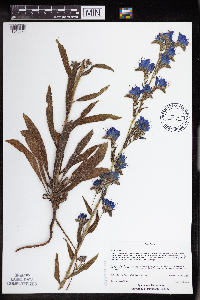 Echium vulgare image