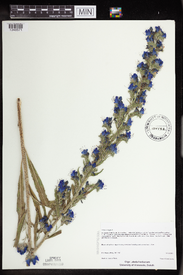 Echium vulgare image
