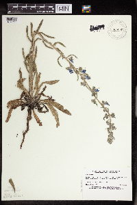 Echium vulgare image