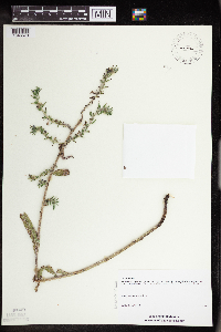 thumbnail image of current specimen