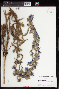 Echium vulgare image