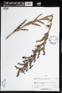 thumbnail image of current specimen
