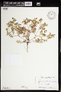 Ellisia nyctelea image