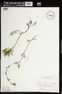 Ellisia nyctelea image