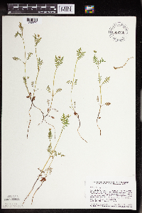 Ellisia nyctelea image