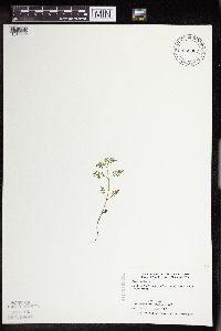 Thumbnail image of current specimen