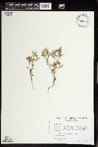 Ellisia nyctelea image