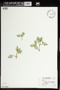 Ellisia nyctelea image