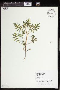 Ellisia nyctelea image