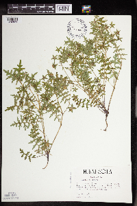 Ellisia nyctelea image